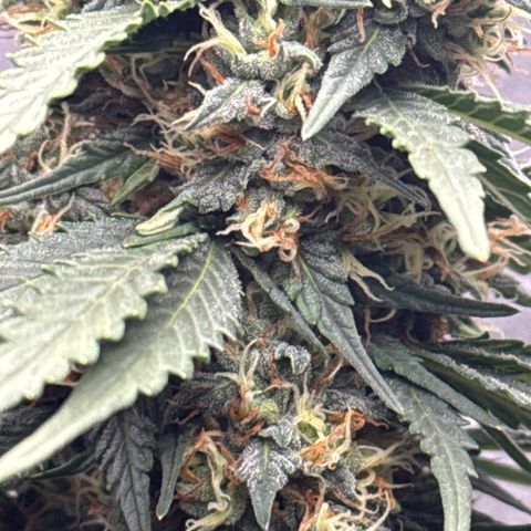 Purps #1 growlog timeline photo