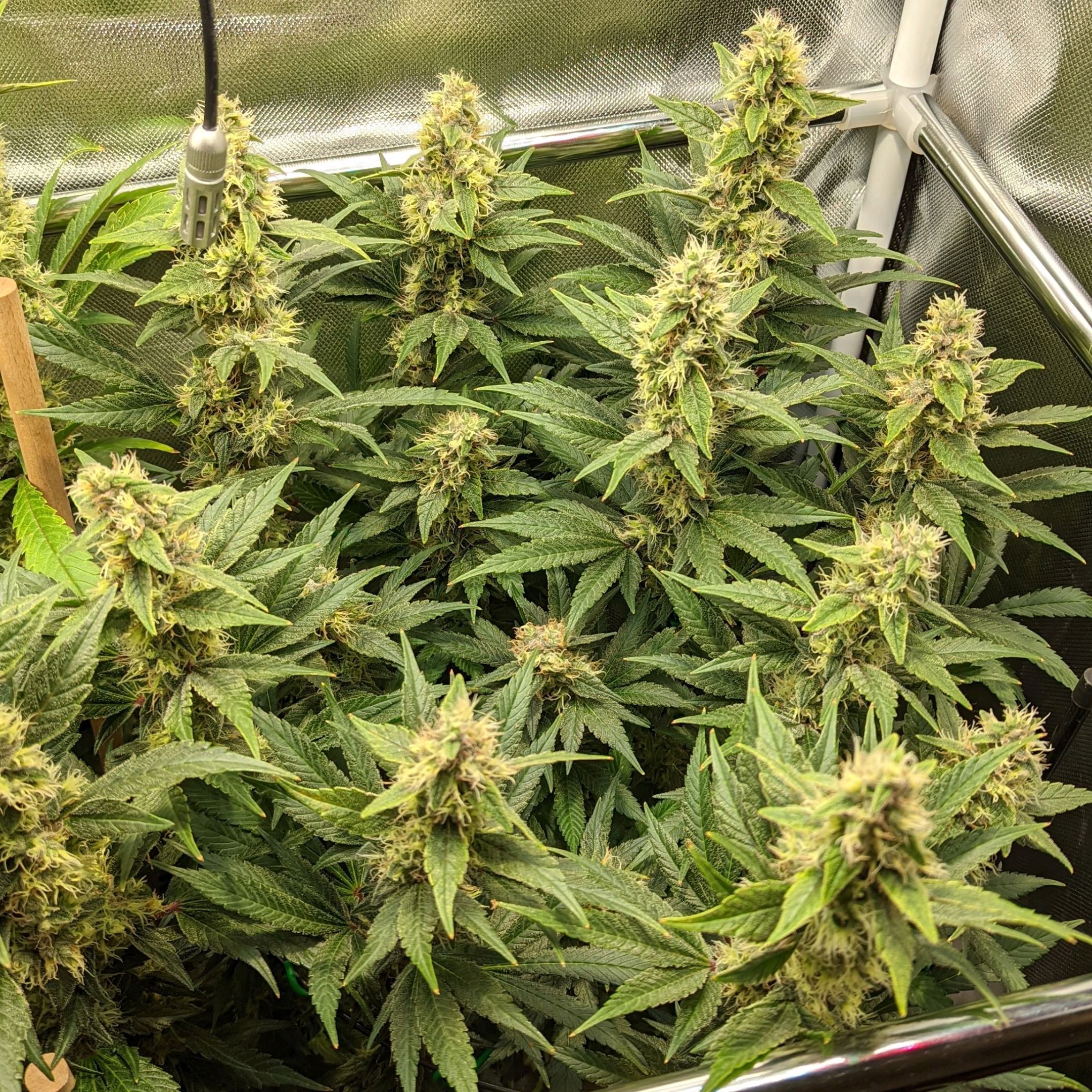 Gorilla Ghost growlog header