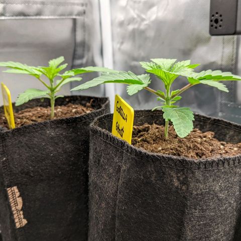 Gorilla Ghost growlog timeline photo