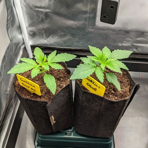 Gorilla Ghost growlog timeline photo