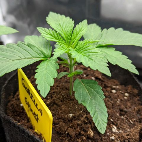 Gorilla Ghost growlog timeline photo