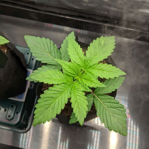 Gorilla Ghost growlog timeline photo