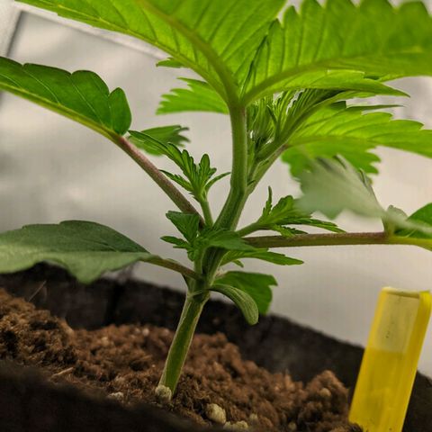 Gorilla Ghost growlog timeline photo