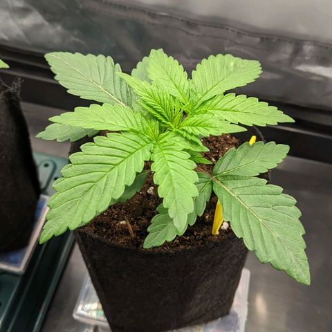 Gorilla Ghost growlog timeline photo