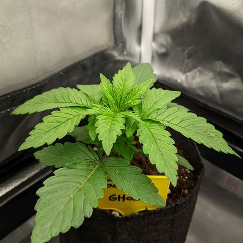 Gorilla Ghost growlog timeline photo