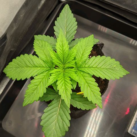 Gorilla Ghost growlog timeline photo