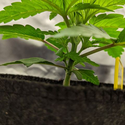 Gorilla Ghost growlog timeline photo