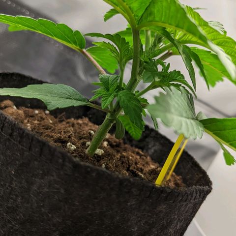 Gorilla Ghost growlog timeline photo