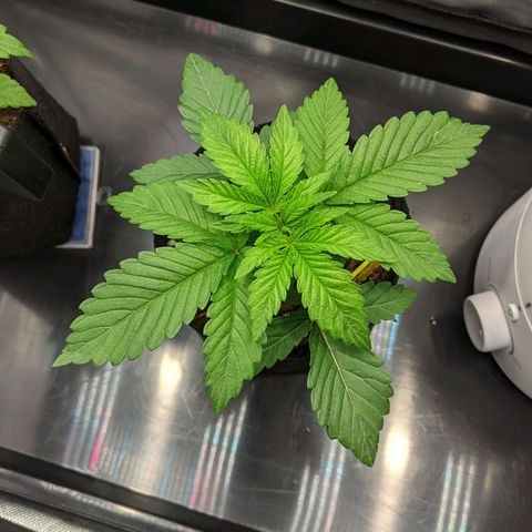 Gorilla Ghost growlog timeline photo