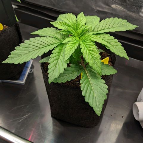 Gorilla Ghost growlog timeline photo