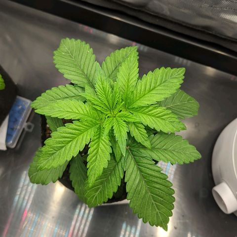 Gorilla Ghost growlog timeline photo