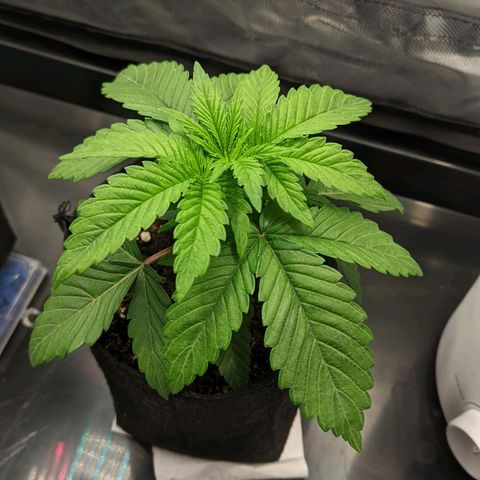 Gorilla Ghost growlog timeline photo