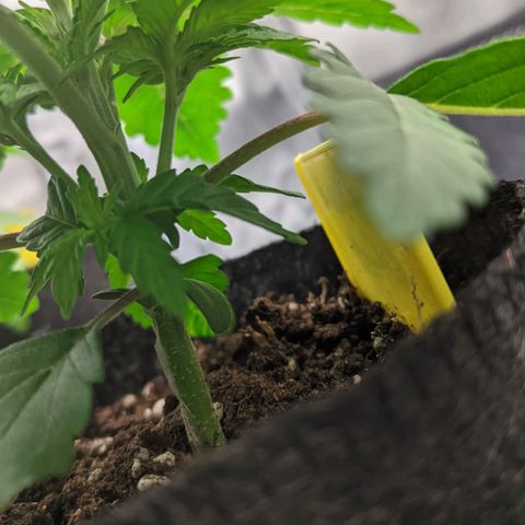 Gorilla Ghost growlog timeline photo