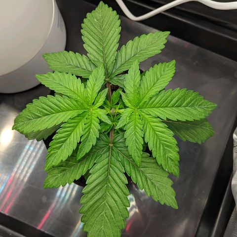 Gorilla Ghost growlog timeline photo