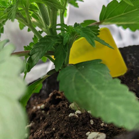 Gorilla Ghost growlog timeline photo