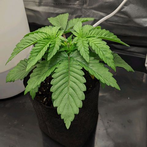 Gorilla Ghost growlog timeline photo