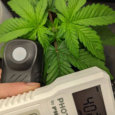 Gorilla Ghost growlog timeline photo
