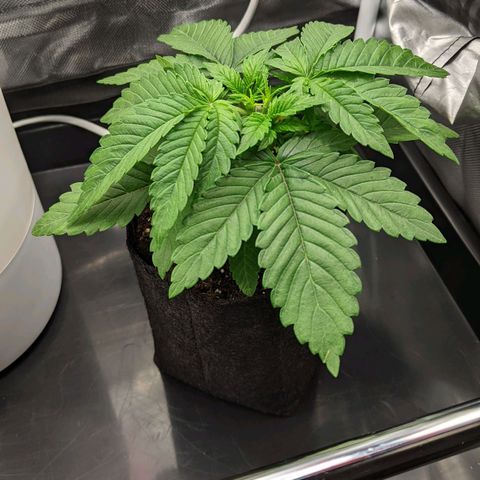 Gorilla Ghost growlog timeline photo