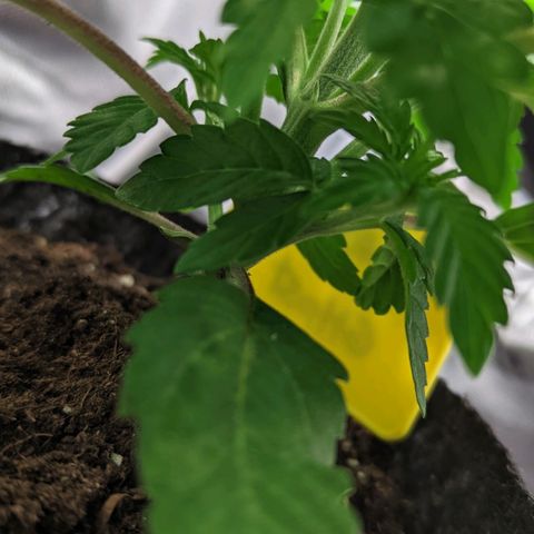 Gorilla Ghost growlog timeline photo