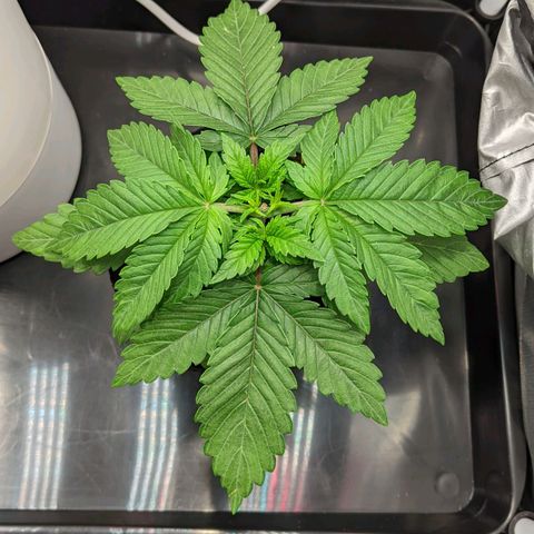 Gorilla Ghost growlog timeline photo
