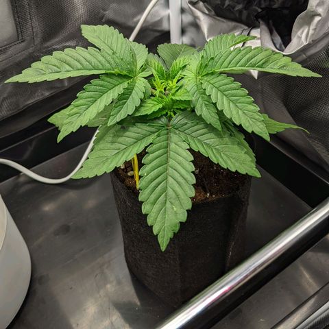 Gorilla Ghost growlog timeline photo