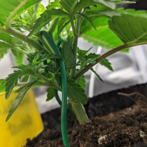 Gorilla Ghost growlog timeline photo
