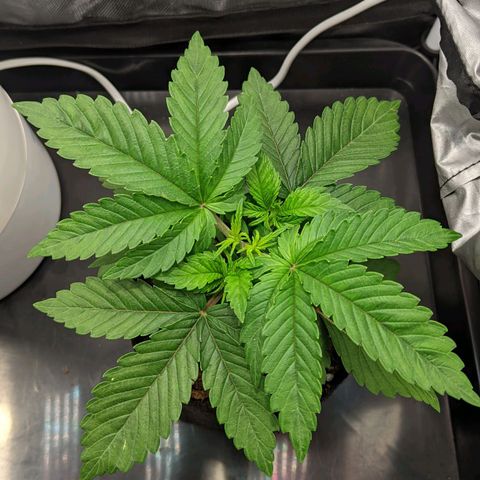 Gorilla Ghost growlog timeline photo