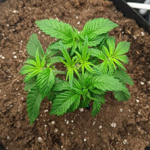 Gorilla Ghost growlog timeline photo