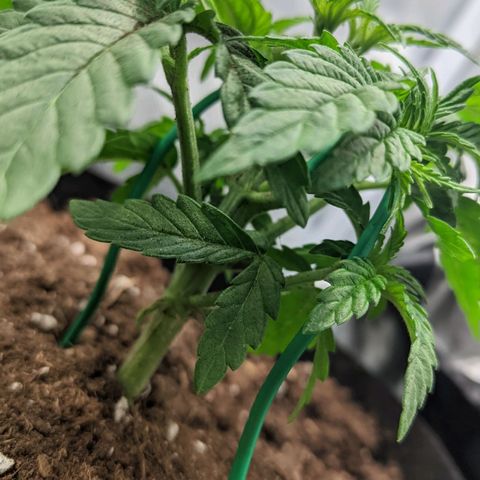 Gorilla Ghost growlog timeline photo