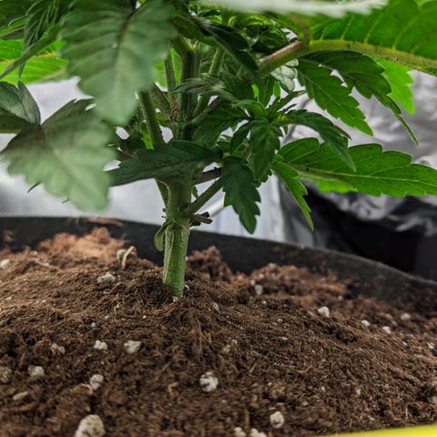 Gorilla Ghost growlog timeline photo