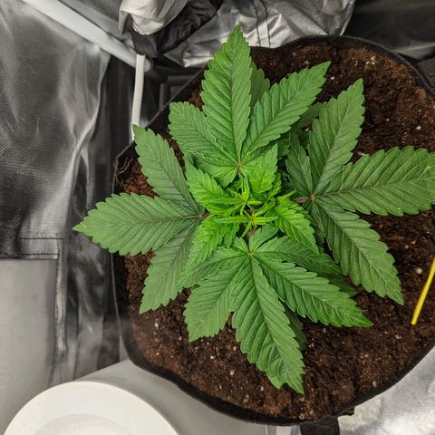 Gorilla Ghost growlog timeline photo