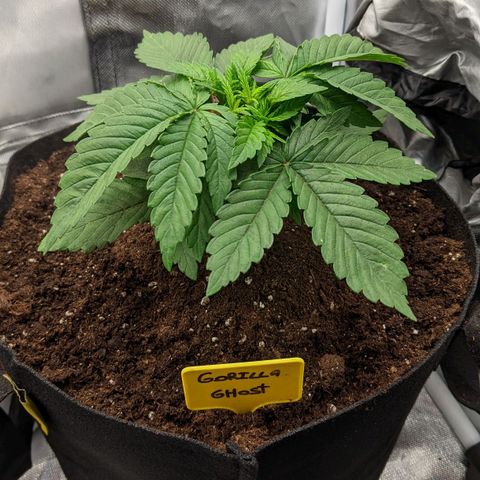 Gorilla Ghost growlog timeline photo