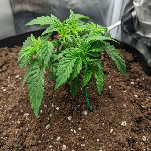 Gorilla Ghost growlog timeline photo