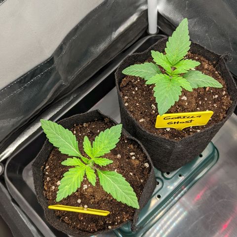 Gorilla Ghost growlog timeline photo