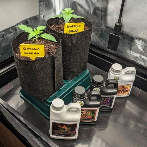 Gorilla Ghost growlog timeline photo