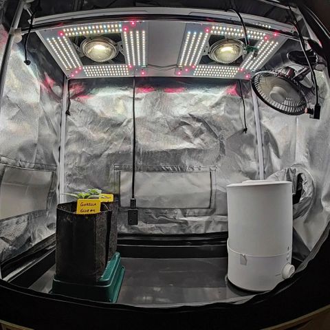 Gorilla Ghost growlog timeline photo