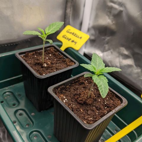 Gorilla Ghost growlog timeline photo