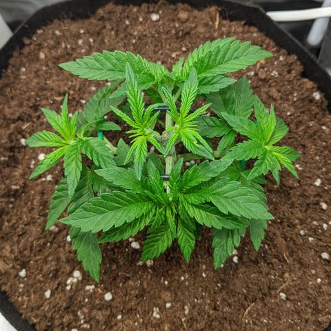 Gorilla Ghost growlog timeline photo