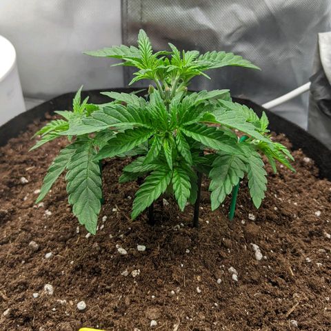 Gorilla Ghost growlog timeline photo