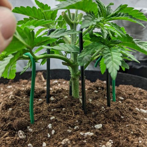 Gorilla Ghost growlog timeline photo
