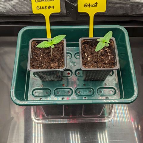Gorilla Ghost growlog photo