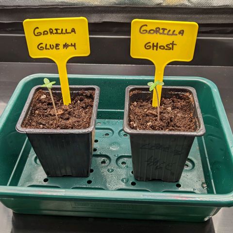 Gorilla Ghost growlog photo