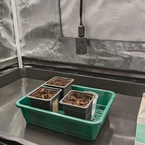 Gorilla Ghost growlog photo