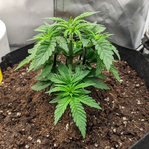 Gorilla Ghost growlog timeline photo