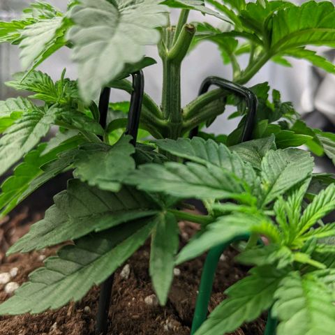 Gorilla Ghost growlog timeline photo