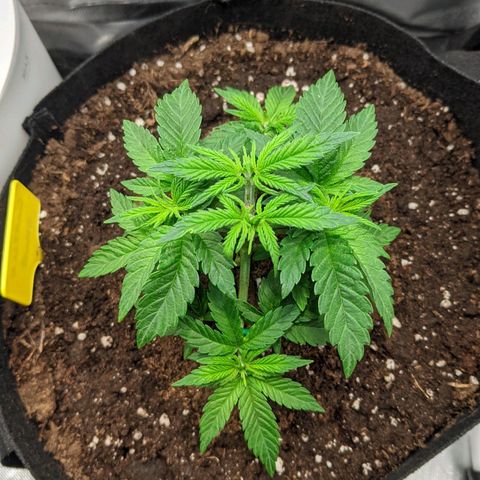 Gorilla Ghost growlog timeline photo