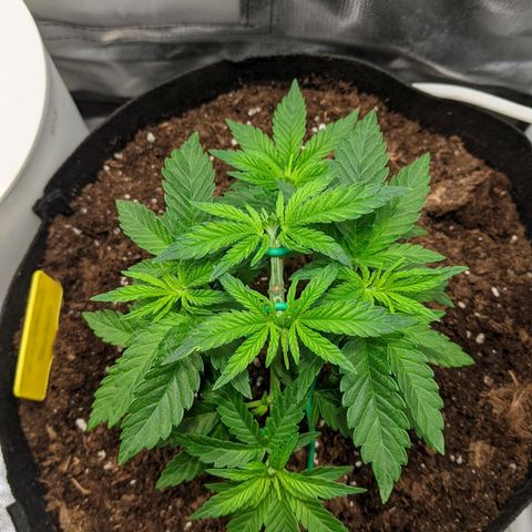 Gorilla Ghost growlog timeline photo