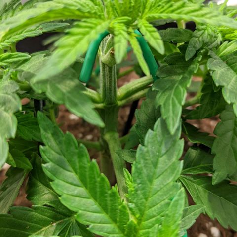Gorilla Ghost growlog timeline photo