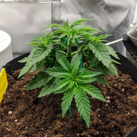 Gorilla Ghost growlog timeline photo