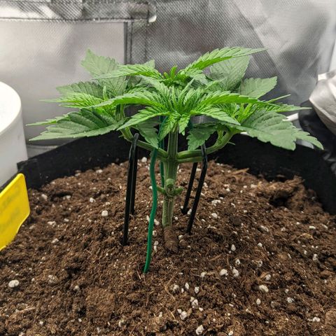 Gorilla Ghost growlog timeline photo